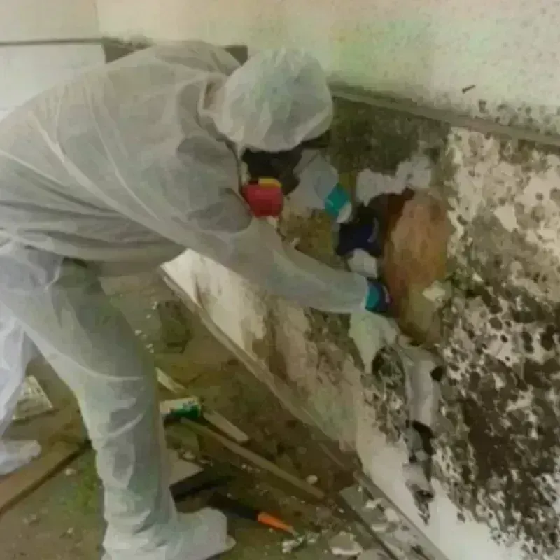 Mold Remediation and Removal in North Fork, AZ